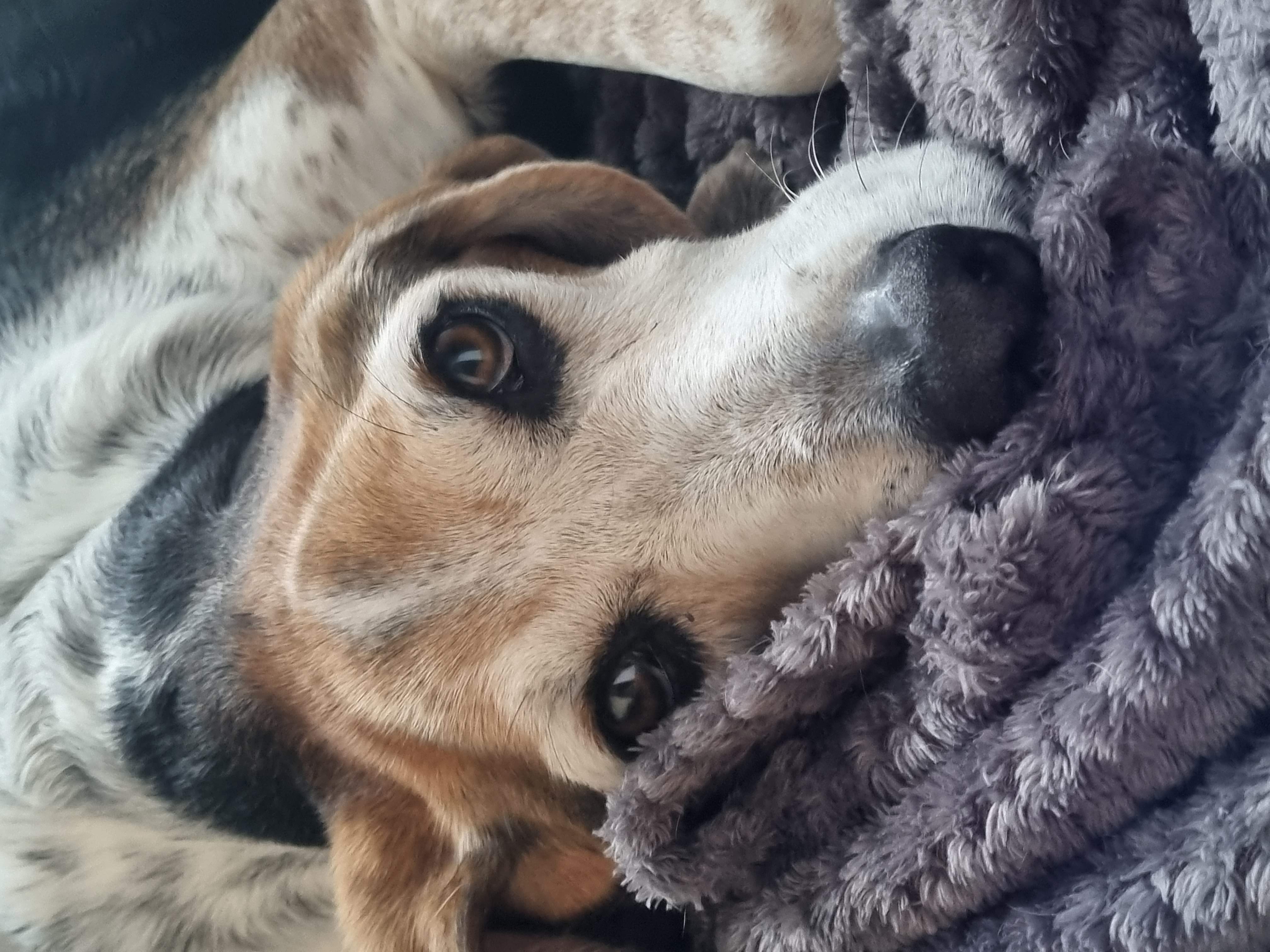 Nahla the beagle
